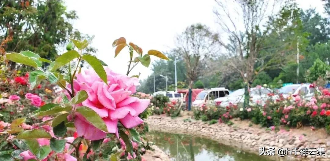 我的家乡商丘夏邑,夏邑又多一处美景有山有水还有花