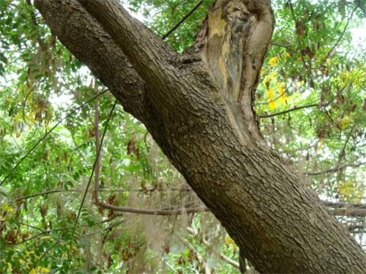 什么木材算是檀木树种,属于檀木的树都有什么