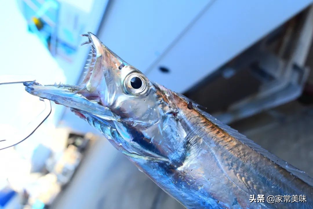 深海带鱼哪里来的,深海带鱼最便宜的海鲜