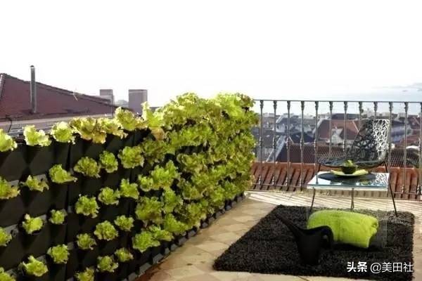 怎么样能纸上种菜,在家种菜可以做什么