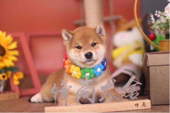 柴犬胡麻柴豆柴是什么梗,柴犬豆柴是什么样子的