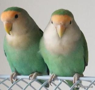 如何养好宠物鹦鹉视频讲解,萌宠造型鹦鹉怎么养