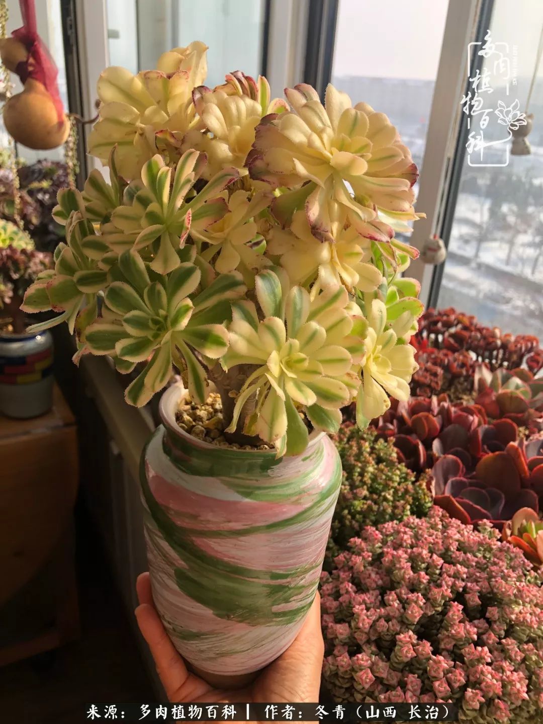 阳台养多肉徒长怎么办,阳台养多肉养殖方法和注意事项