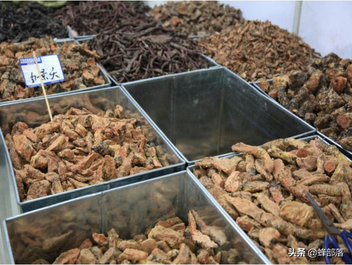 昆虫在哪买卖,农村常见的昆虫哪些可以养