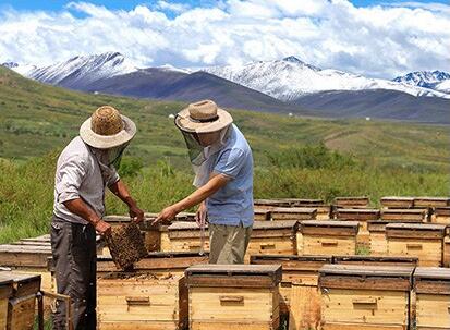 挑选蜂蜜的方法,如何挑选蜂蜜