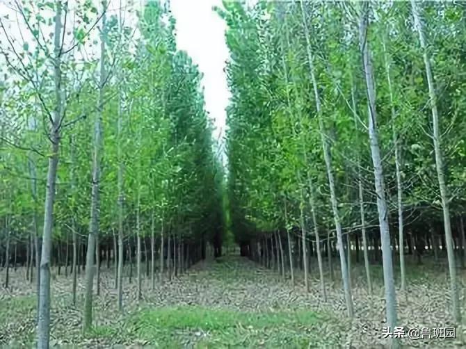 赢在起跑线上的进口刨花板——不得不服气的五大优势！