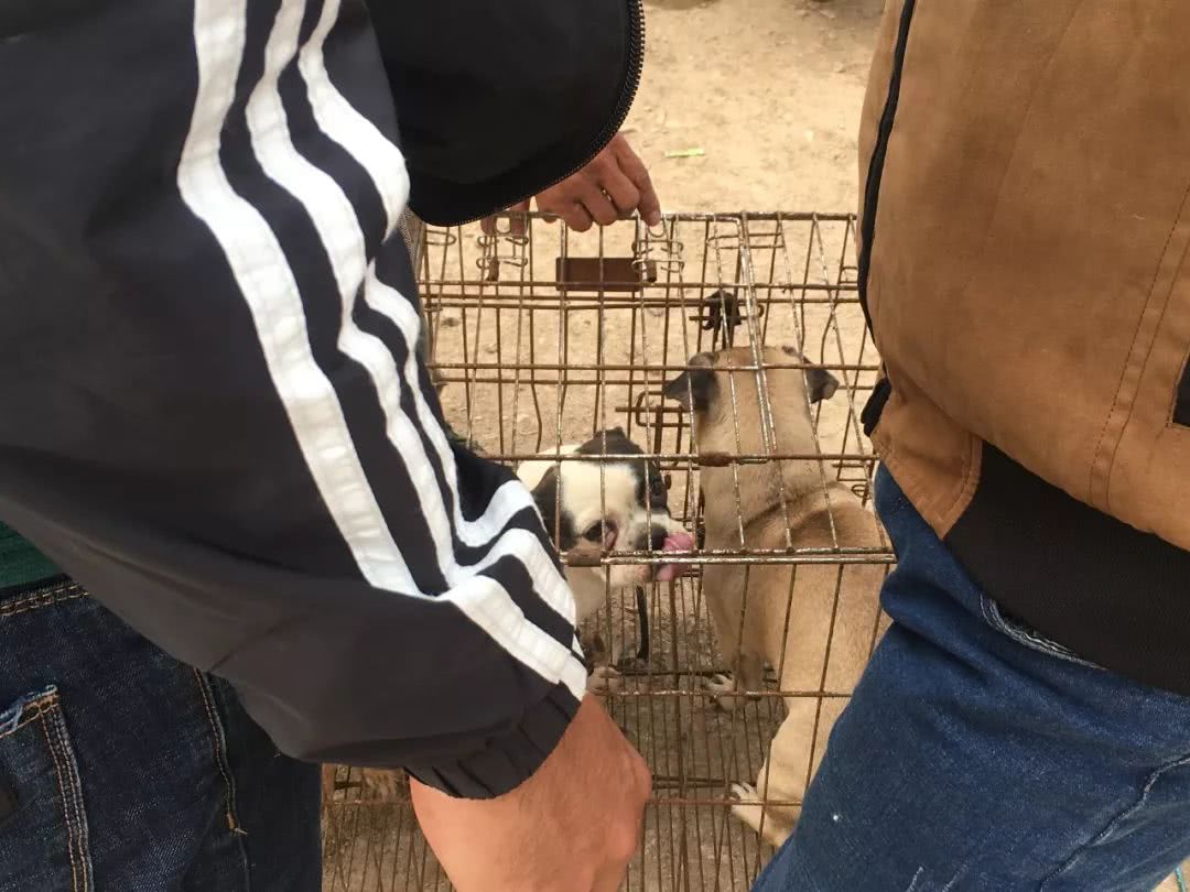 开封狗市巴哥犬多少钱一只,在狗市有便宜的狗狗