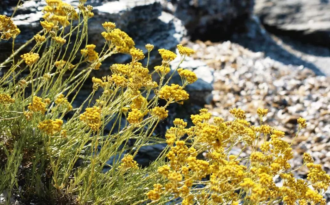 消除炎症的精油有哪些成分,十大必备的精油有哪些