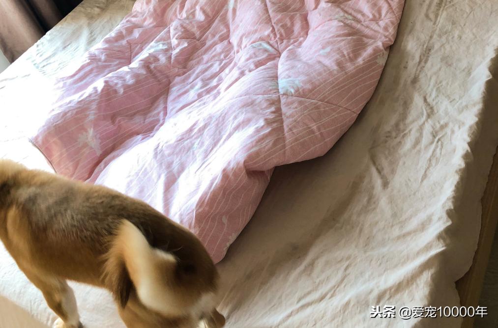 柴犬领地意识太强怎么办,柴犬家里出现领地意识