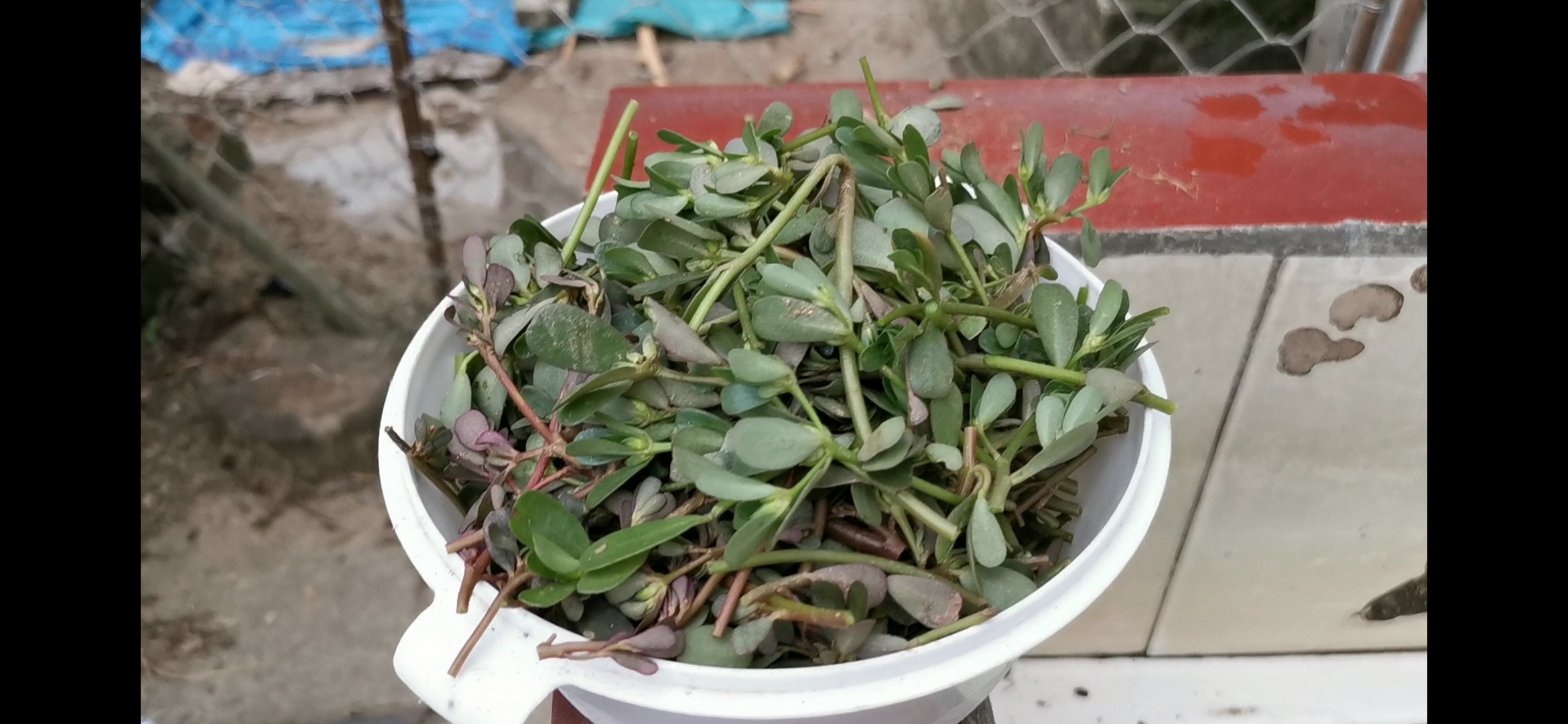 野菜马齿苋怎么做才好吃,干马齿苋怎么做最好吃又简单