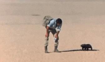 你们吃的野味蜜獾，居然是称霸非洲的平头哥