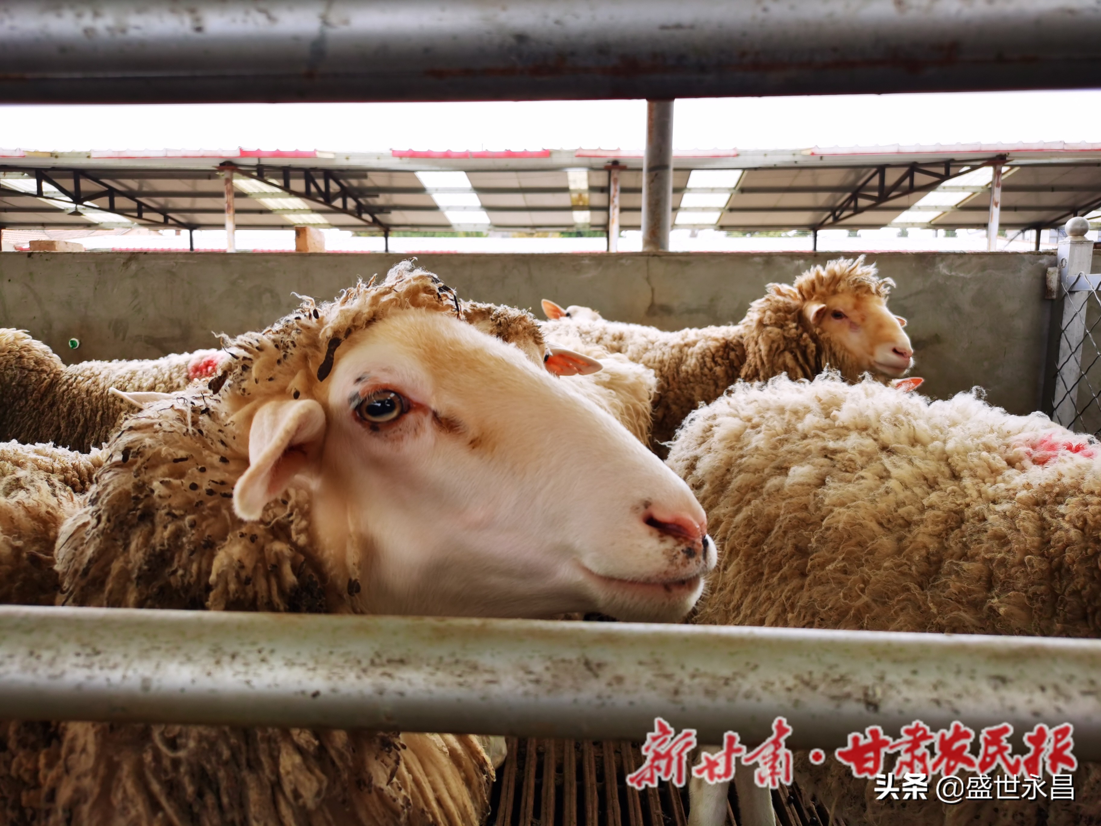 窑洞养羊如何设置羊槽,窑洞养羊技术视频教程