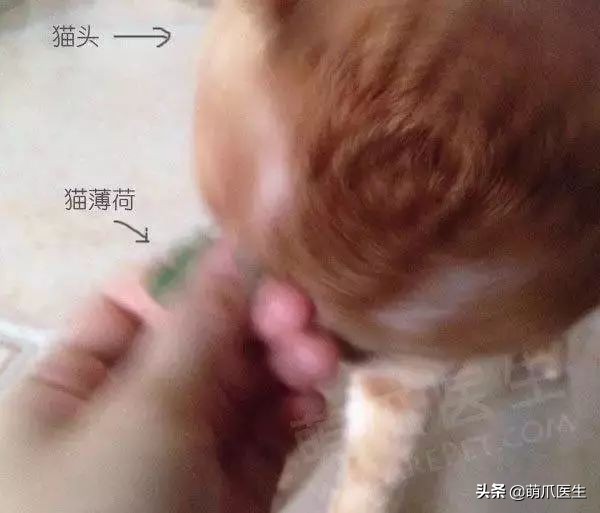 猫咪喜欢在塑料袋尿尿,猫咪吃塑料袋什么原因
