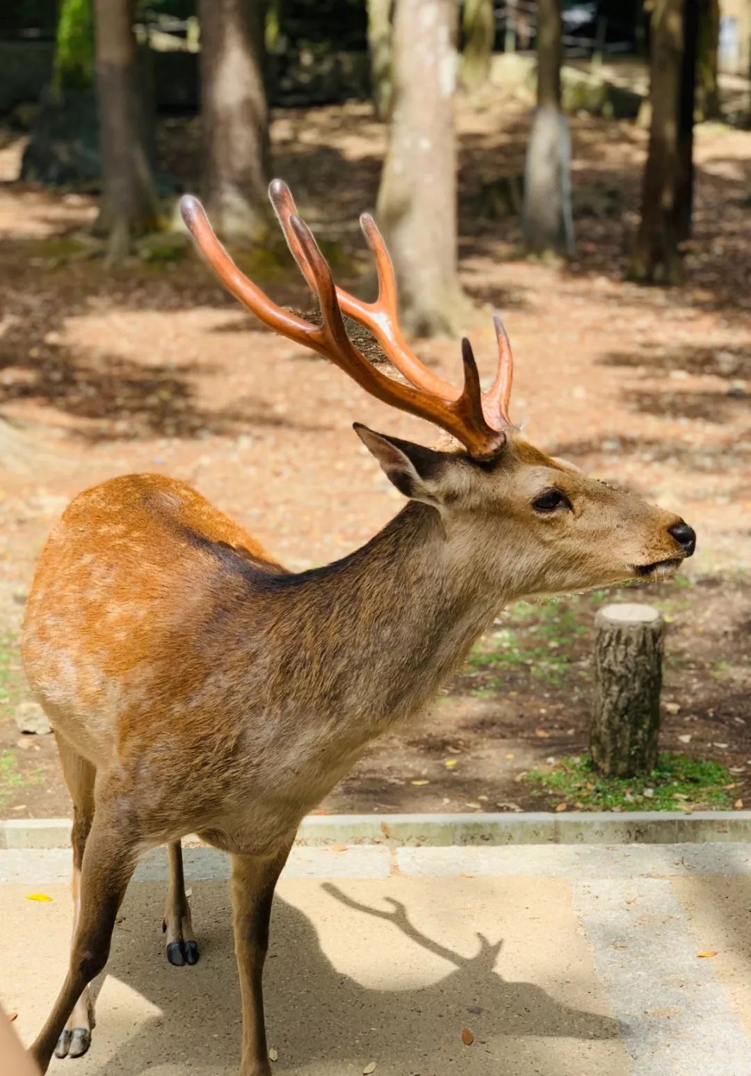 大阪京都奈良自由行怎么乘车,京都奈良旅游详细攻略