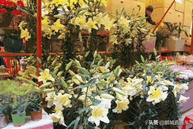 迎新春千万盆年宵花投放北京市场,春节购花指南