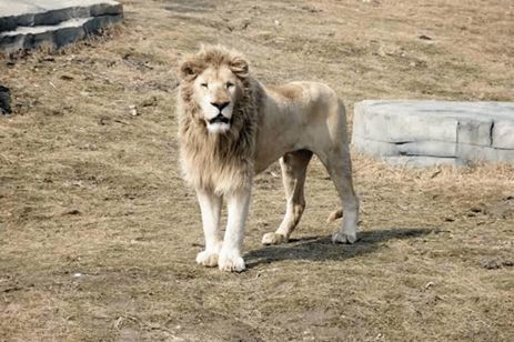 南通森林野生动物园门票团购双人,南通森林野生动物园门票活动团购