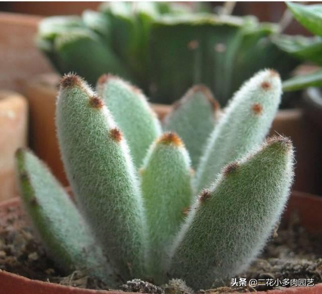 365种·常见花卉图谱，观果和多肉植物收藏篇