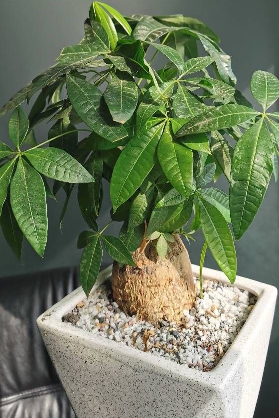 养好发财树好方法,发财树叶子长得繁茂还用修剪吗