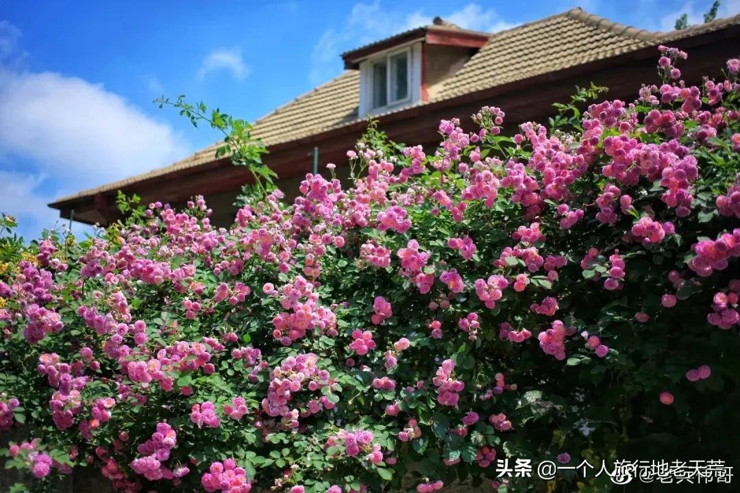 北方这座海滨老城，樱花不输日本，浪漫更胜巴黎