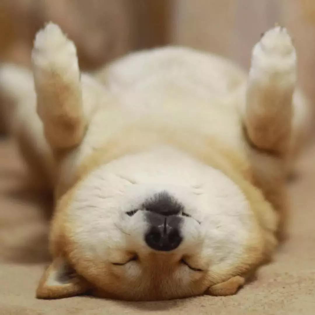 柴犬阶级意识,柴犬成为了门面担当