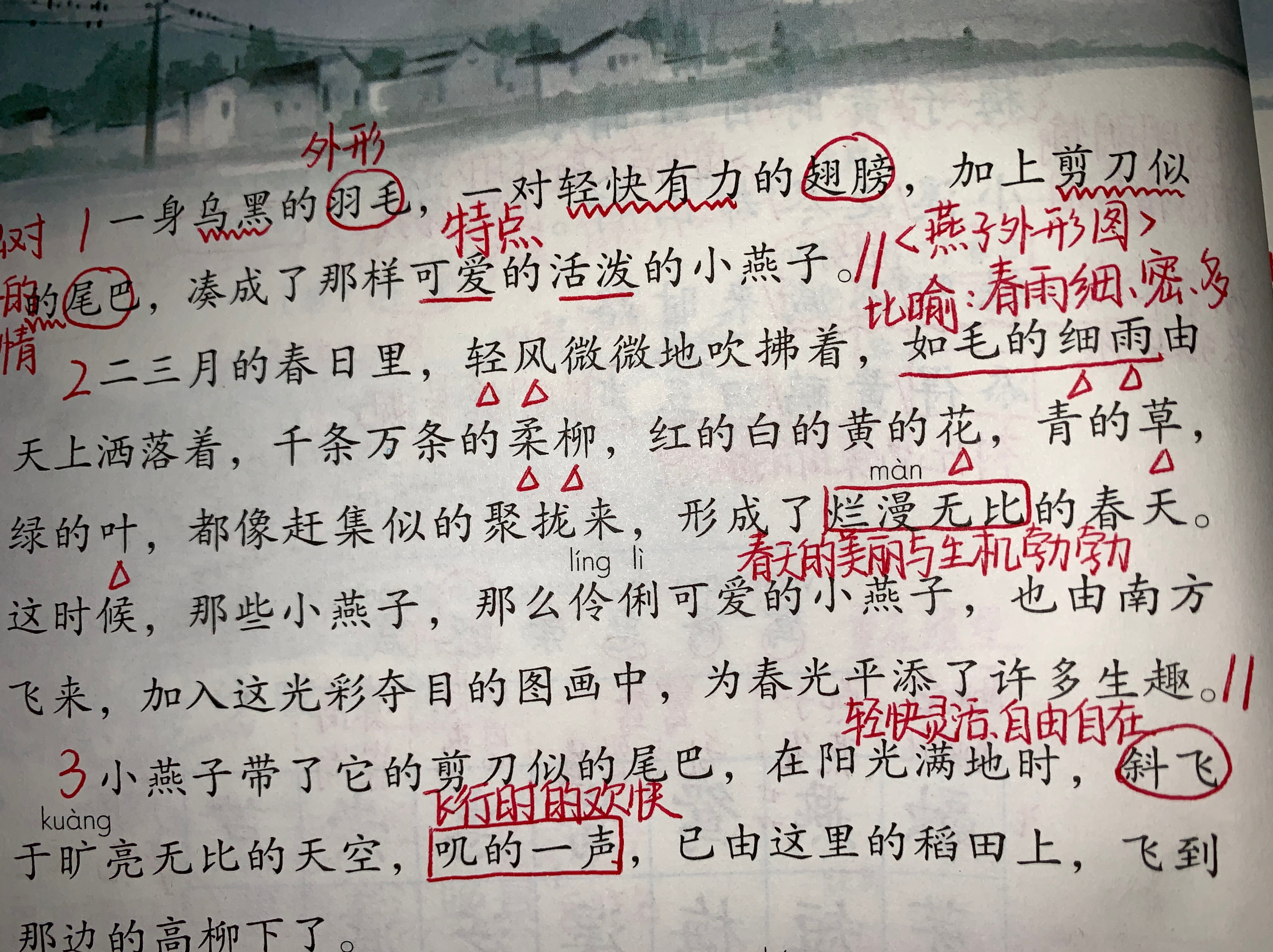 三年级语文燕子复习,三年级语文下册燕子老师整理笔记