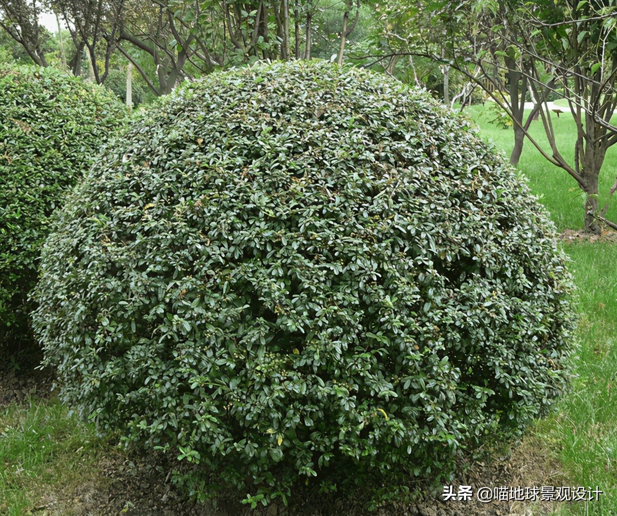 常见的灌木植物100种图片大全,灌木植物种类及图片