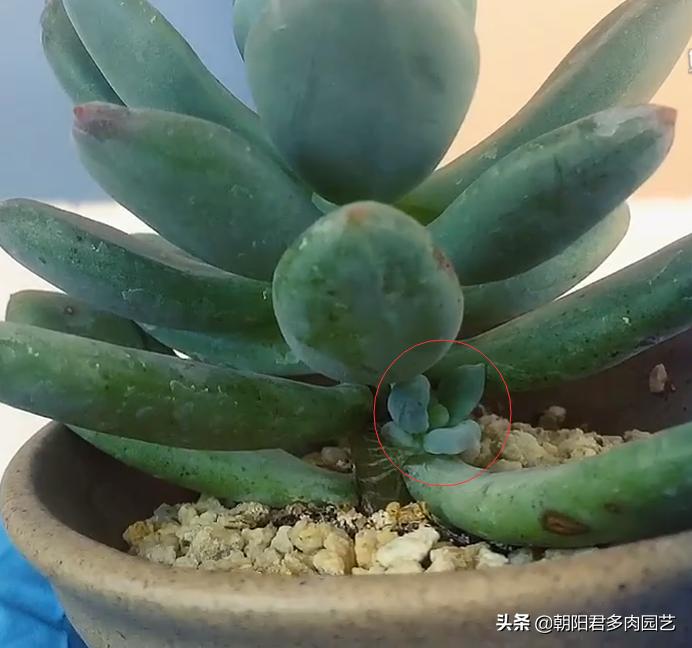 多肉植物只出根不长芽怎么办,多肉植物长得快不