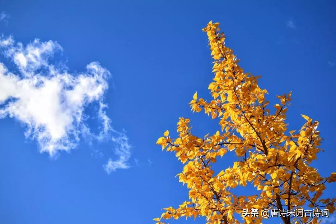 诗词歌赋雅俗共赏,诗酒花茶琴棋书画七言绝句