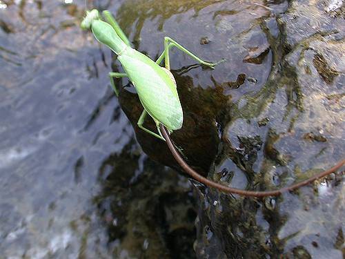 恐怖的寄生虫之——螳螂杀手铁线虫，铁线虫到底多可怕？