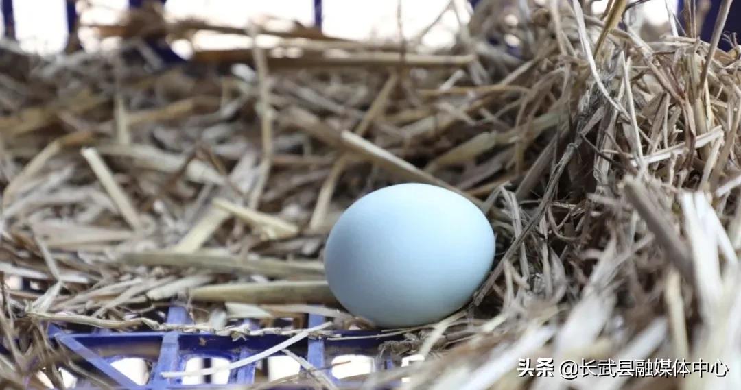 致富经|长武绿皮鸡蛋成为群众脱贫致富的“金蛋蛋”