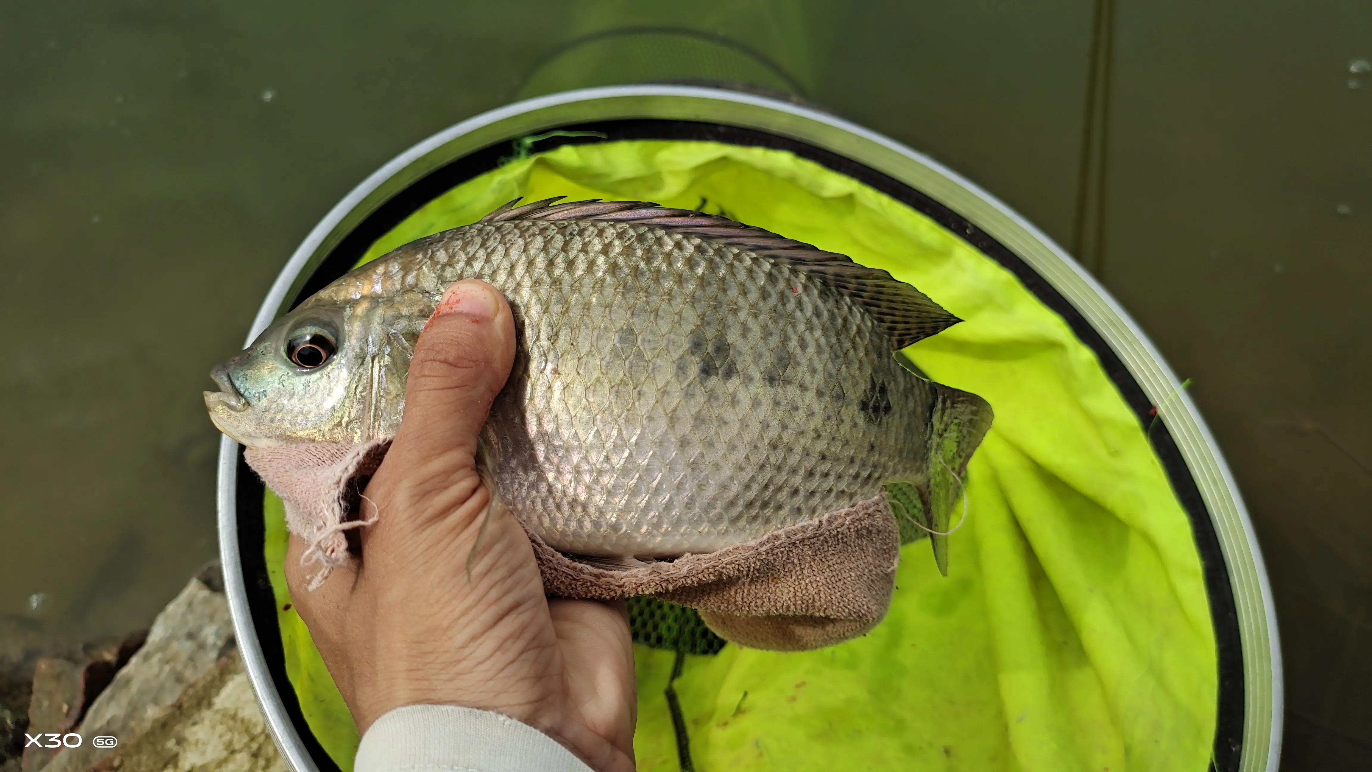 钓海鱼哪些鱼会伤人,钓鱼主动刺鱼与被动刺鱼