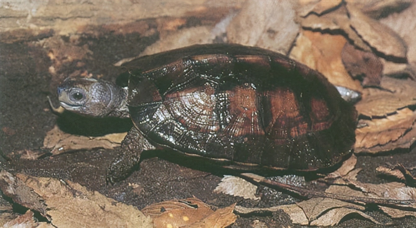 各种龟类图片大全大图,龟类展示会