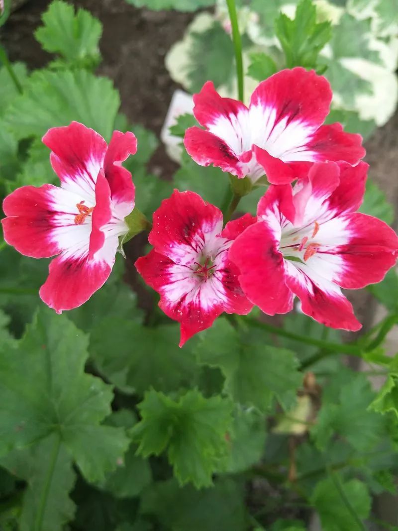 这种花别乱浇水水越多越不开花,这种花不怕冷好养易活