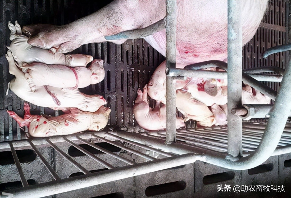 猪场10种常见疾病的症状以及用药防治方案