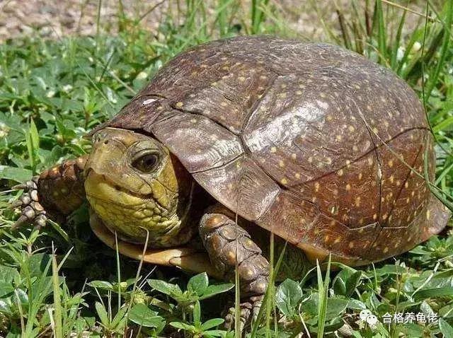 龟生病了干养还是浅水,龟生病用土霉素吗