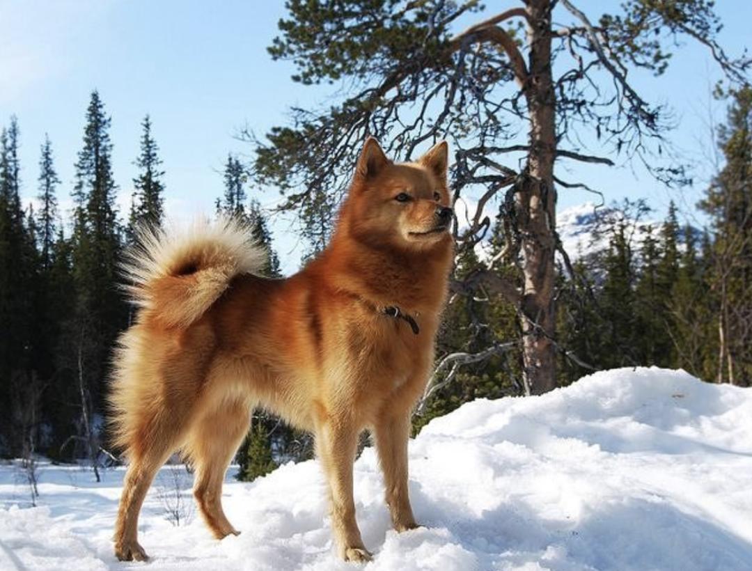 盘点二十种忠爱满世界的萌犬,萌犬系列都有啥