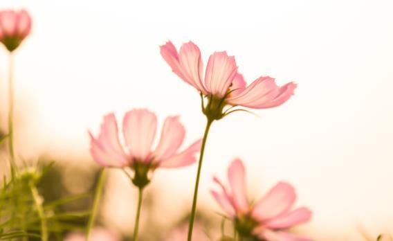 真正的聪明人有这六大特征,真正聪明人心计有哪些