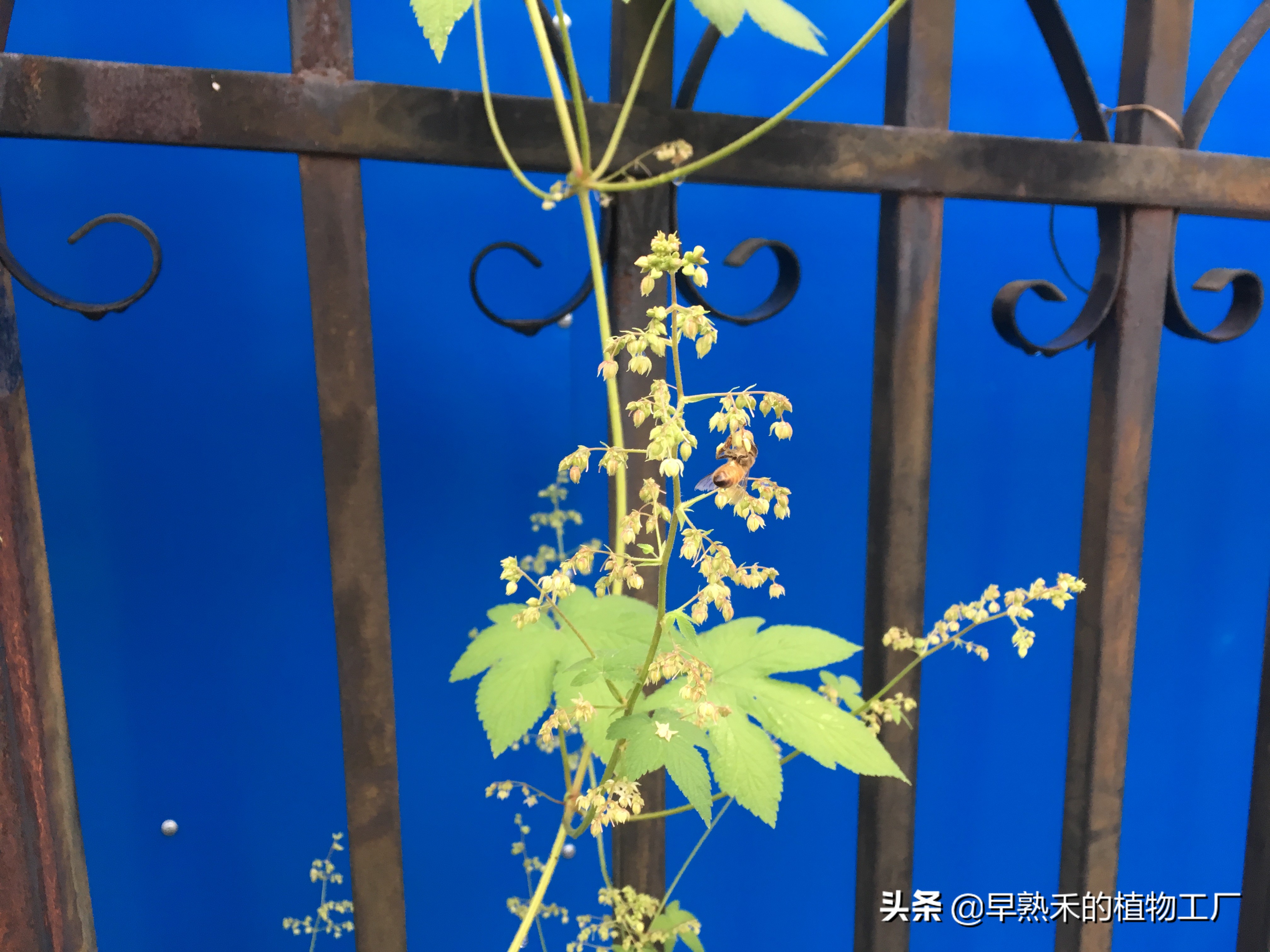 身边普通的植物有哪些,身边被忽略的植物