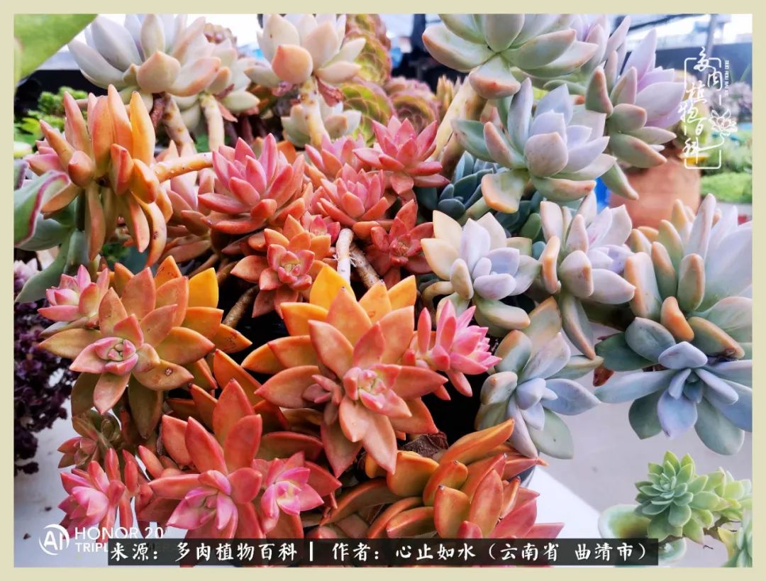 感谢陪伴感恩所有的遇见,让每个人都能感受到多肉的美好