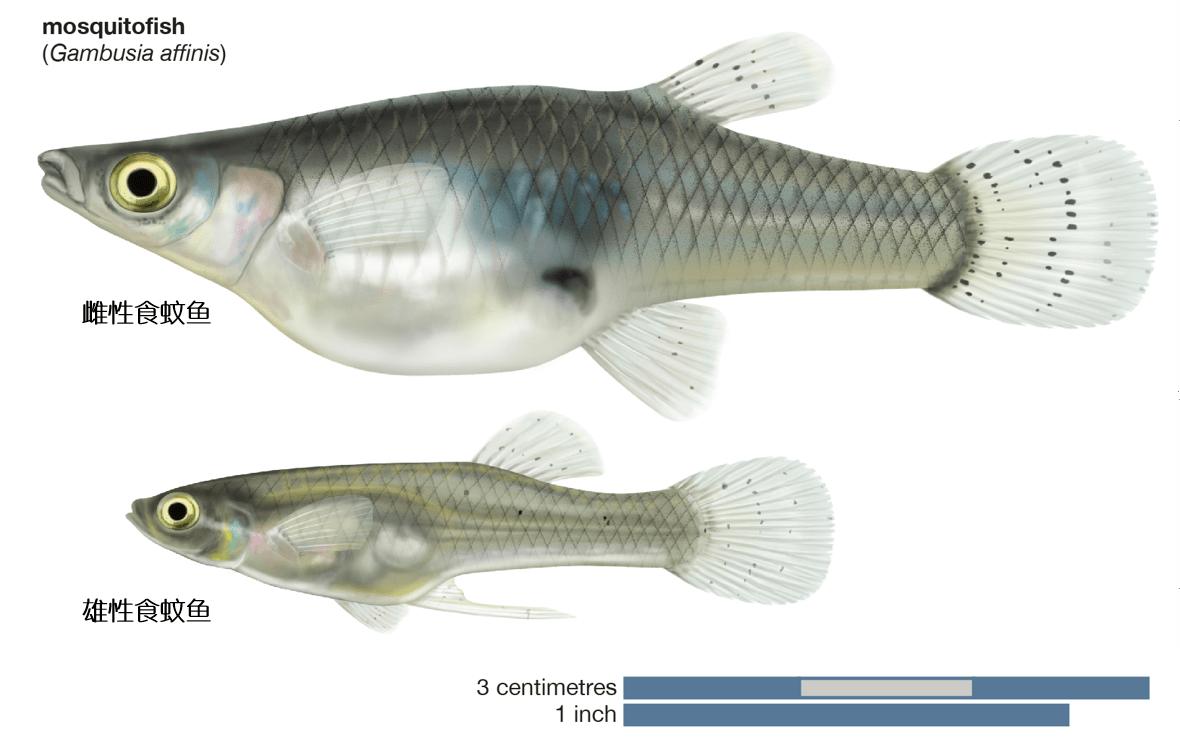 食蚊鱼能灭绝蚊子吗,蚊子物种入侵