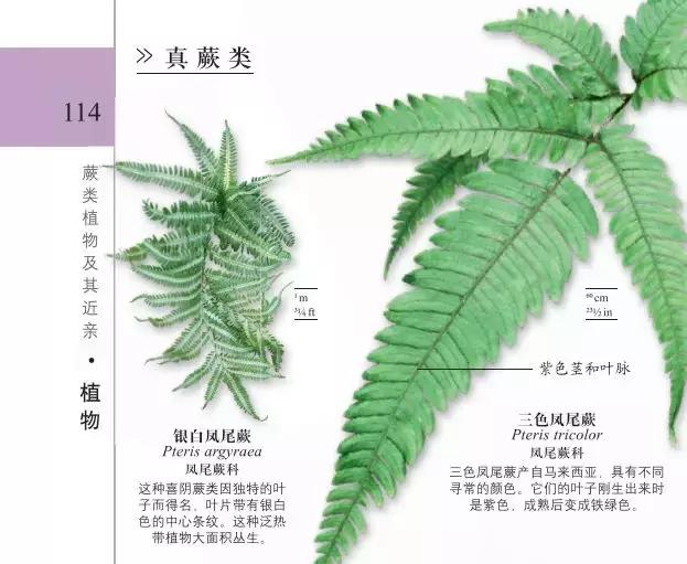 值得孩子看的4本经典绘本,3-6岁必看十本绘本清单