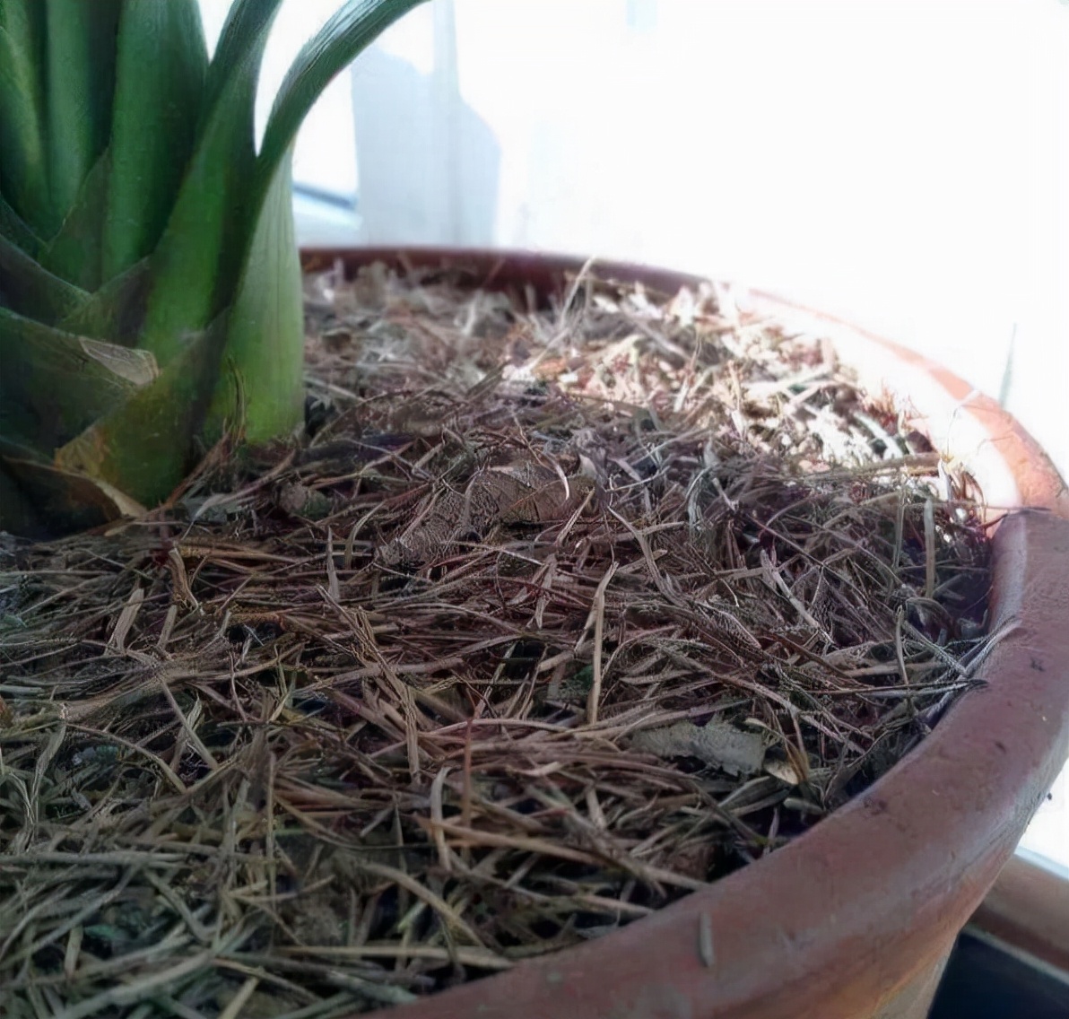 家庭养花的垃圾处理,垃圾养花有哪些好处