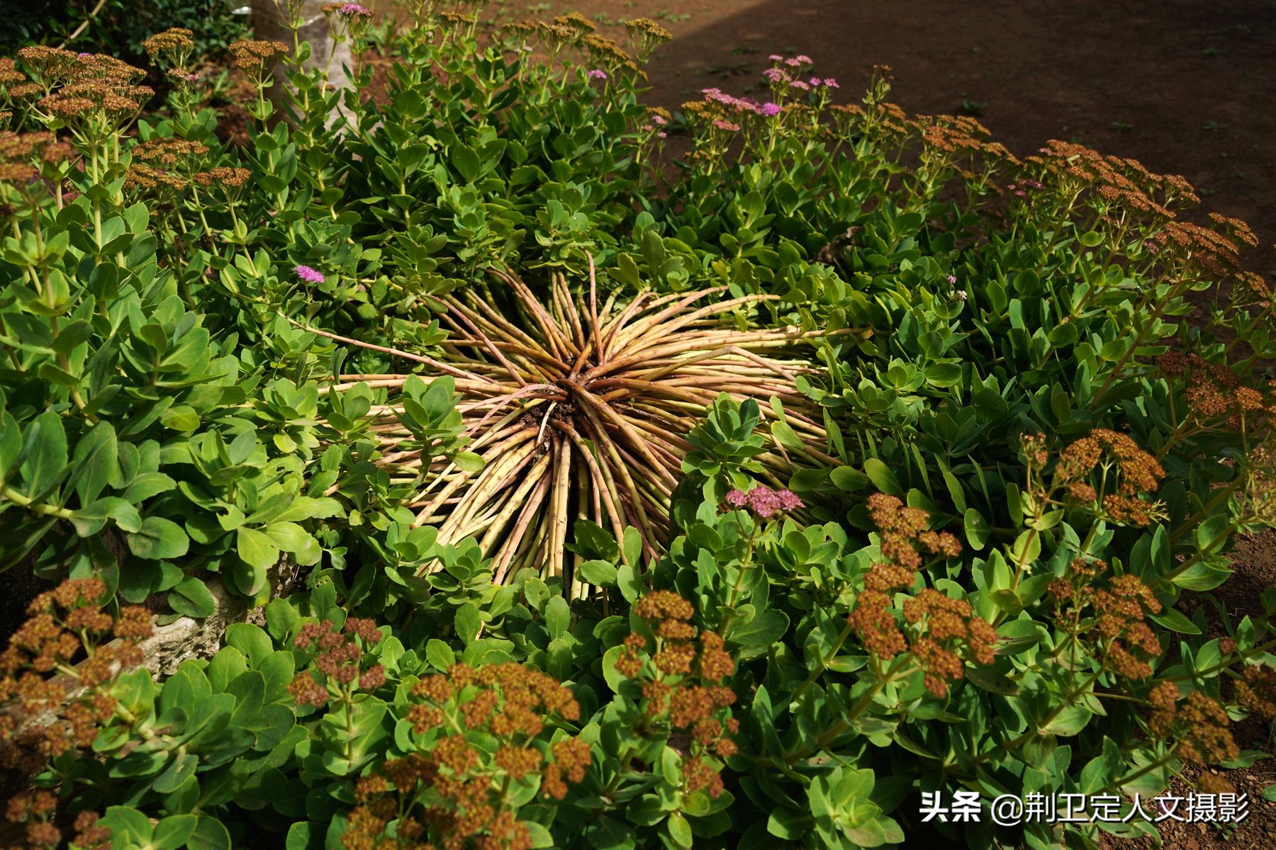 7旬大叔家发现50年生的“神草”,大如磨盘,谁要免费送