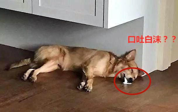 狗狗口吐白沫无精打采不进食,主人发现狗吐白沫