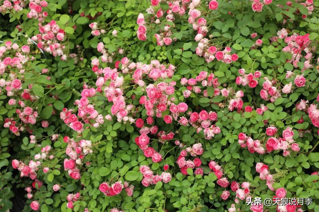 天狼月季优惠活动时间,天狼月季618活动