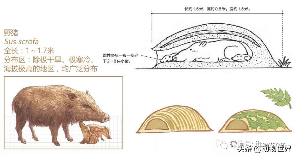 手绘动物地图,探索大自然手绘画