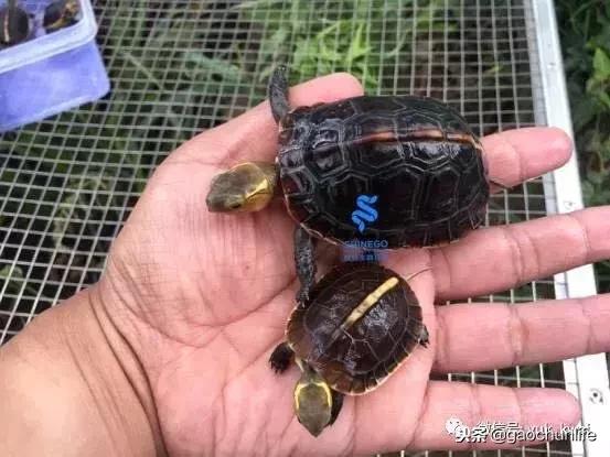 黄缘龟新手指南,怎么挑选黄缘龟