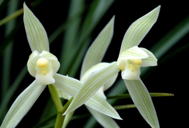 兰花开败后如何护理,兰花缺水怎么快速恢复