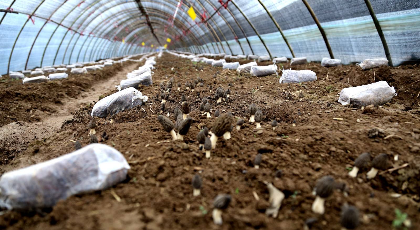 人工羊肚菌种植技术,怎么区分野生和人工种植羊肚菌