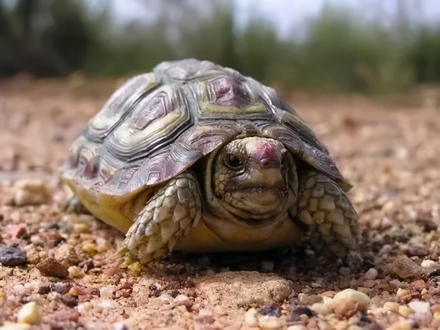 龟类纪录片,龟类图片